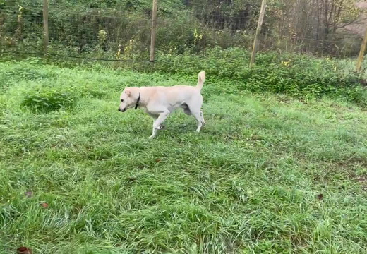 20251110 Chicco 1