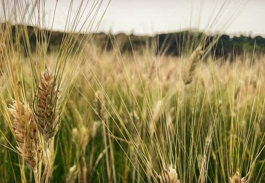 D1E8CED5-13B5-4876-855D-62141A24E7F7